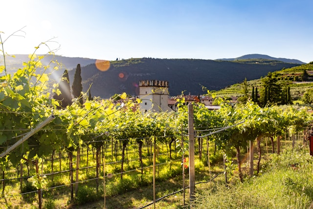 vignoble italien en pergola véronaise